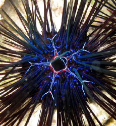 Sea urchin going off by Eric Fly 